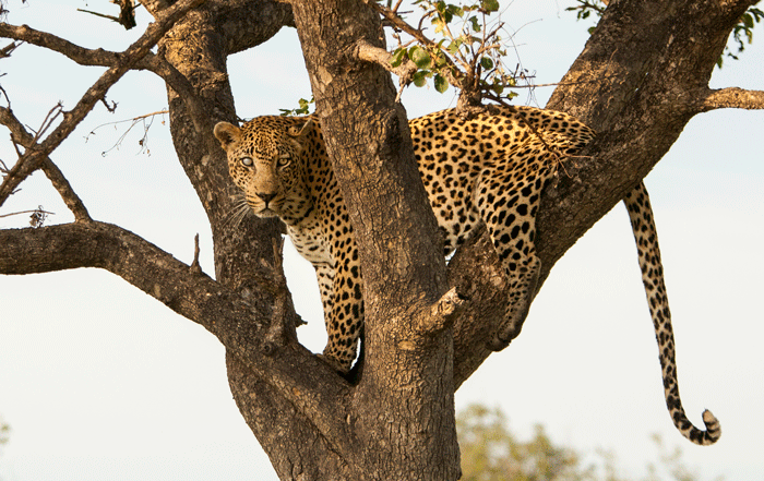 Leopard in tree still