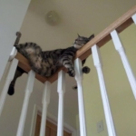internet cat