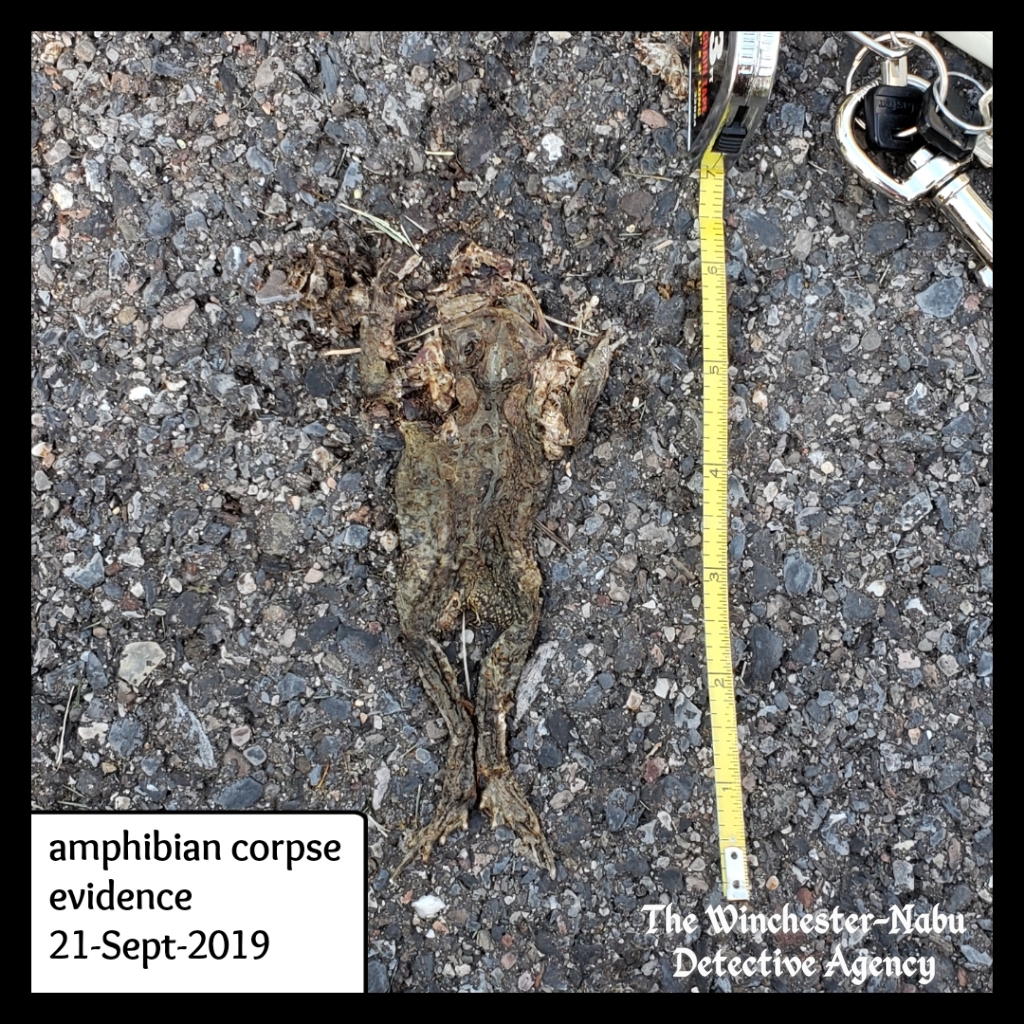 20190921_deadfrog3_wm