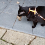 Gus capturing chipmunk