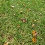 chipmunk released