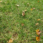 chipmunk released