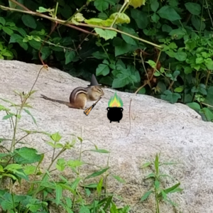 chipmunk witch