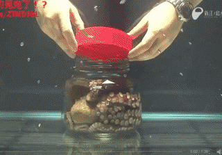octopus in a jar