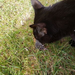 Gus with the body of a shrew.