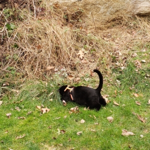 Gus hunting
