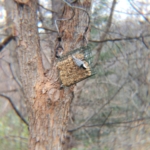 chickadee on feeder