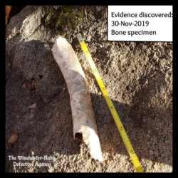 bone discovery