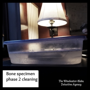 bone cleaning