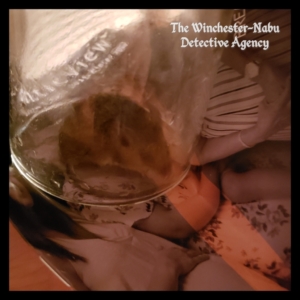 mouse in a jar