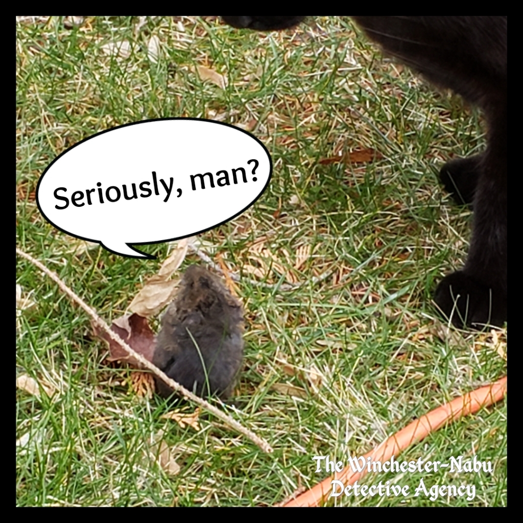 20191213_vole (11)
