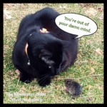 Gus and Vole Fielding