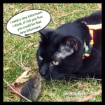 Gus and Vole Fielding