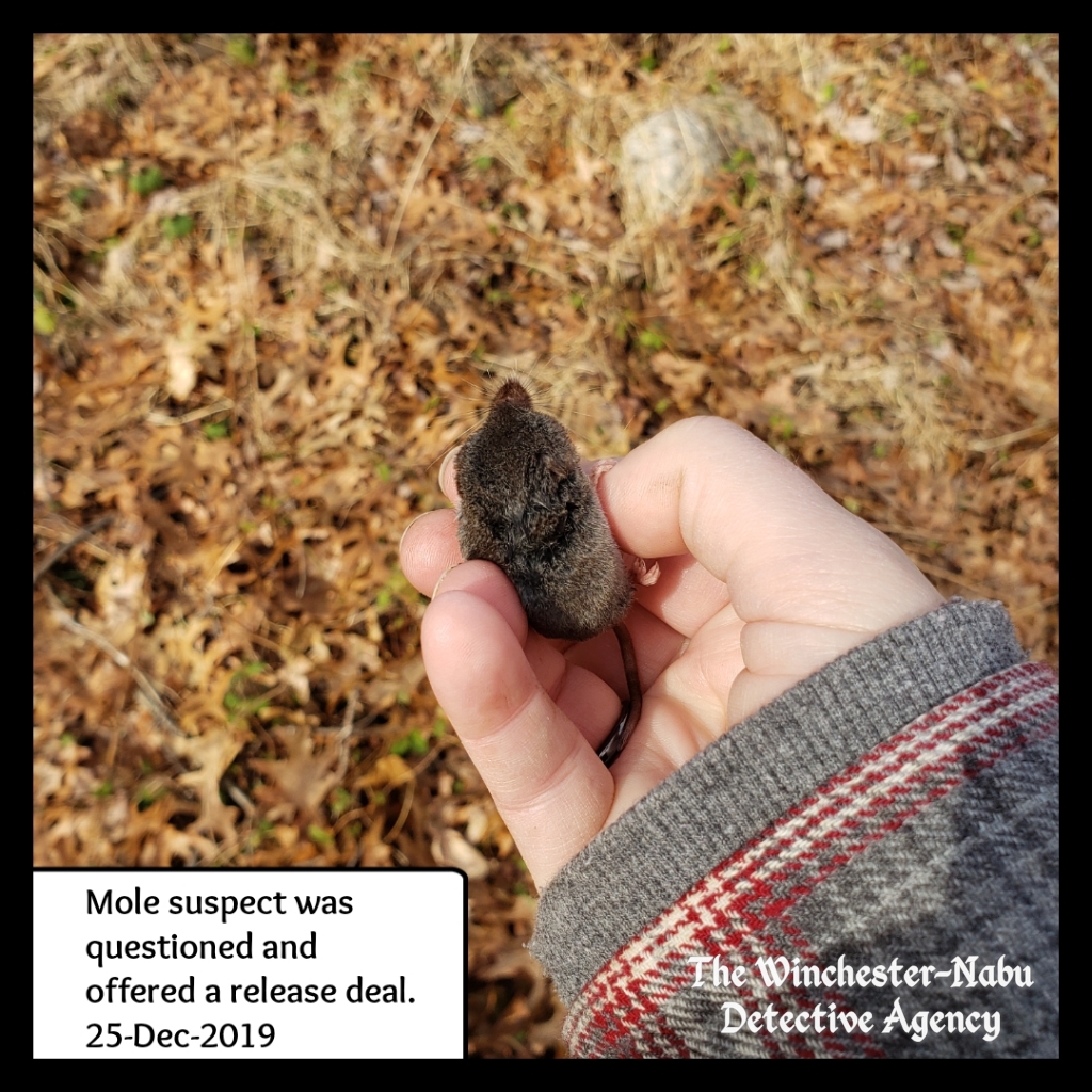 20191225 Xmas Mole 4