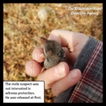 Mole suspect closeup
