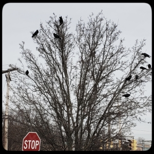 murder of crows in a tree