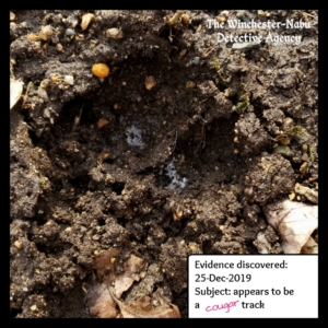 paw print in mud