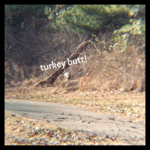 turkey entering woods