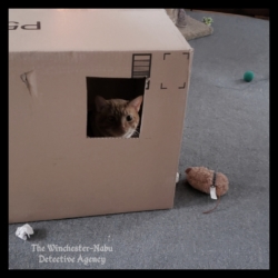 Oliver in a box fort