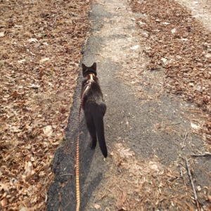 Gus walking up the road