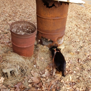 Gus investigating burn barrel