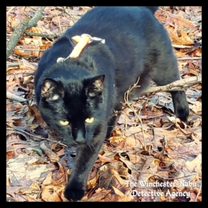 Gus prowling