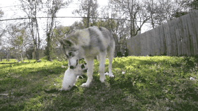 husky wolf dog carrying a kitten like a mother