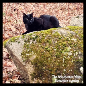 Gus on a mossy rock