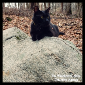 Gus on a boulder