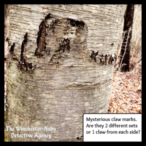 claw marks in tree trunk