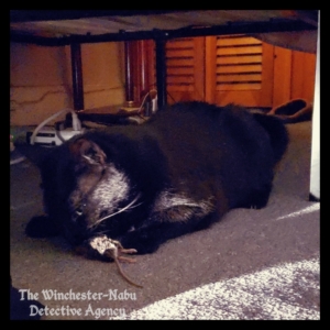 Gus and his dead mouse under the bed.