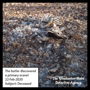 dead carcass of whitetailed deer or jersey devil