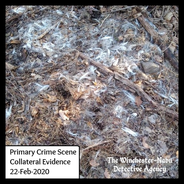 20200222 Crime Scene Body 2