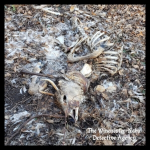 dead carcass of whitetailed deer or jersey devil