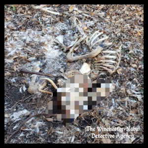 pixelated dead carcass of whitetailed deer or jersey devil
