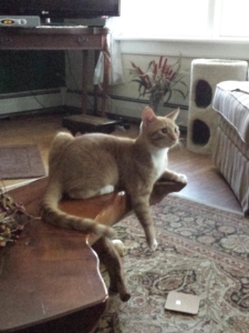 baby Oliver on coffee table