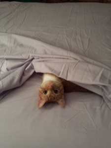 baby oliver under a bed sheet