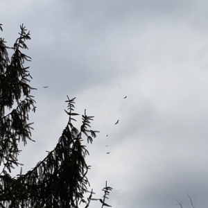 birds circling