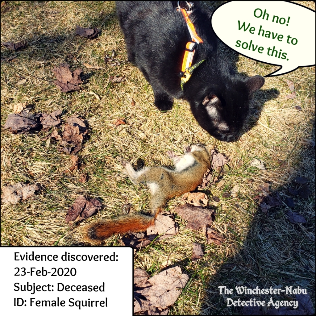 20200223 squirrel murder 01