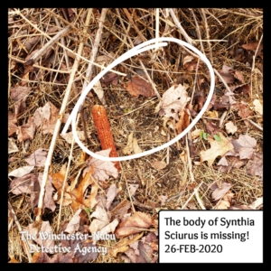 Synthia Sciurus, dead squirrel body missing