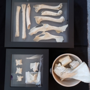 bones in shadow boxes