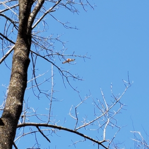 redtailed hawk