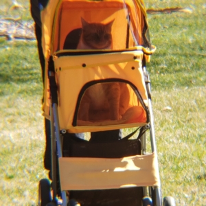 Oliver in his carriage