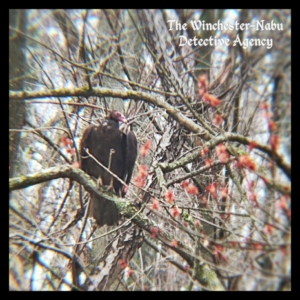 turkey vulture