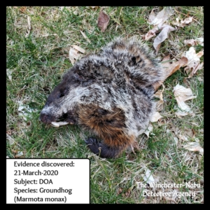 groundhog body half
