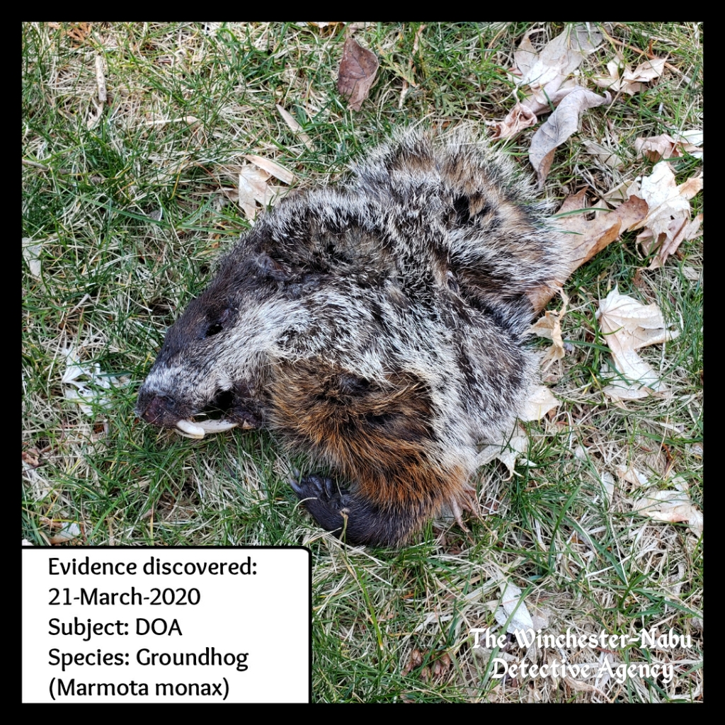 20200321 groundhog corpse1