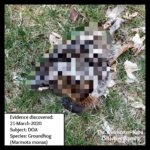 pixelated groundhog body