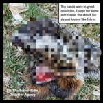 pixelated groundhog body