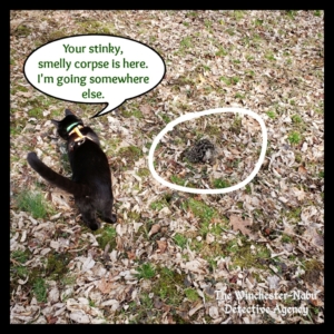 Gus finds groundhog head