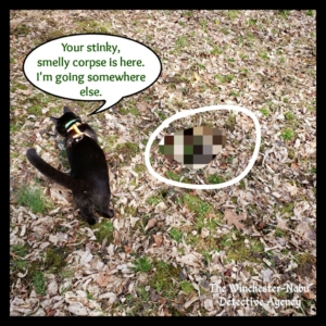 Gus finds groundhog head pixelated